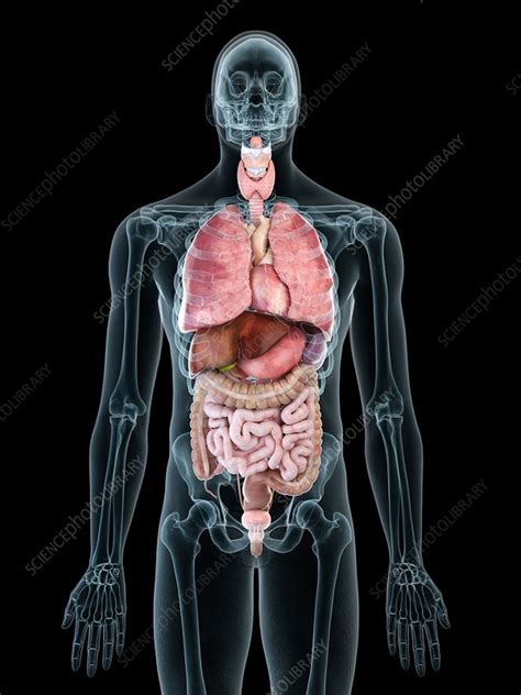 Illustration Of A Mans Internal Organs Stock Image F0234910