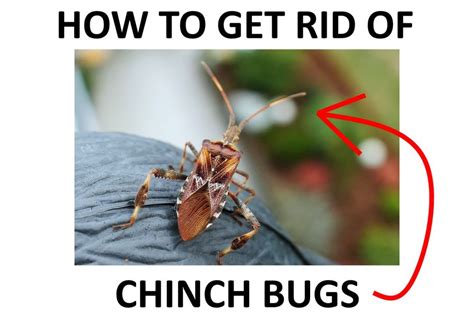How To Get Rid Of Chinch Bugs DIY Naturally 2022 BugWiz