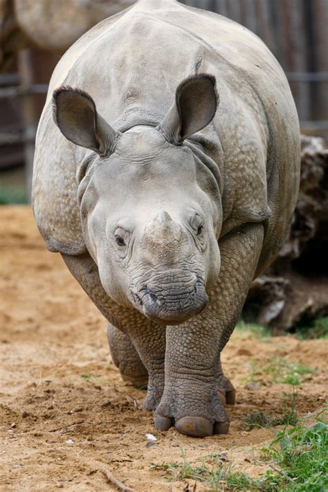 Greater One Horned Rhino Whipsnade 17 9 21 Zoochat