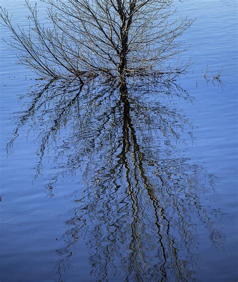 Reflection Photograph By Focus On Nature Photography Fine Art America