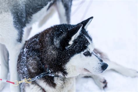 Top 10 Cold Weather Dog Breeds Australian Dog Lover