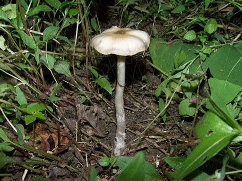 Pmw Psilocybin Gallery Mushroom Hunting And Identification