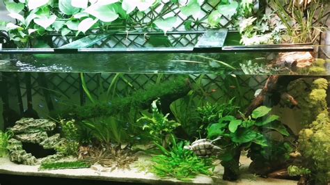 Planted Turtle Tank Youtube