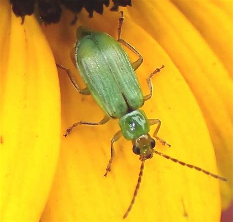 Diabrotica Barberi Bugguide Net