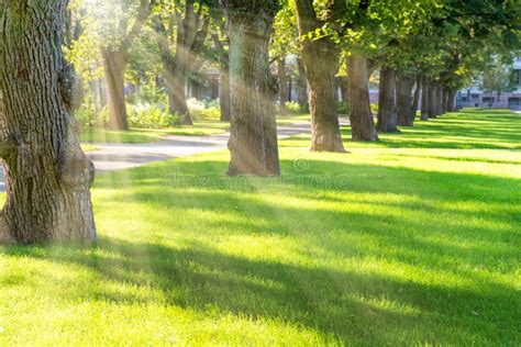 Green Sunny Park With Trees Stock Photo Image Of Green Landscape