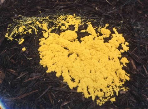 Dog vomit slime mold, tasmania. The Real Blob! The Truth About Slime Molds | BEYONDbones