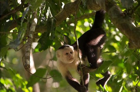 Descubren Fósil De Mono En Panamá Día A Día