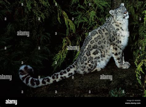 Snow Leopard Panthera Uncia Captive Nocturnal Showing Long Strong