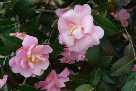 Growing Zone 6 Hardy Camellias 101 What Grows There Hugh Conlon