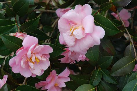 Maybe you would like to learn more about one of these? Growing Zone 6 Hardy Camellias 101 | What Grows There ...