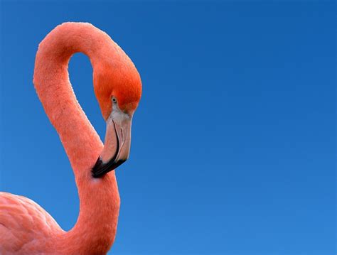 Pink Flamingo Bird Free Photo On Pixabay Pixabay