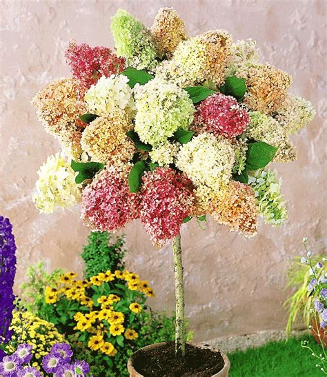 Zwischen september und november ist dafür die ideale pflanzzeit. Hortensien-Stämmchen Grandiflora: 1A-Qualität | BALDUR ...