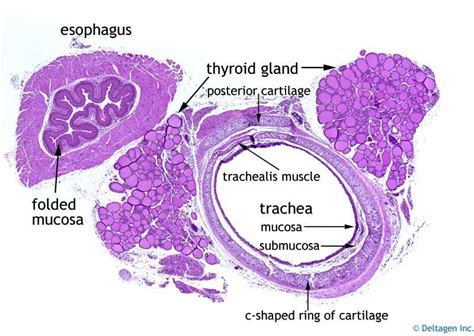 Bone structure diaphysis 12 photos of the bone structure diaphysis bone find the perfect bone cross section stock photos and editorial news pictures from getty images. Pin em Histologia