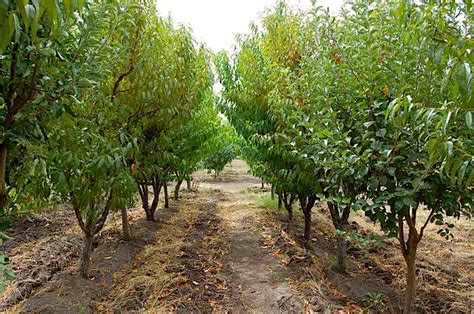 Apart from this, hdp has the highest ratio of a grade (>80. Peach Orchard & Plum Orchard: