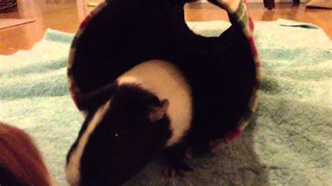 alfie and louie play in their tube youtube