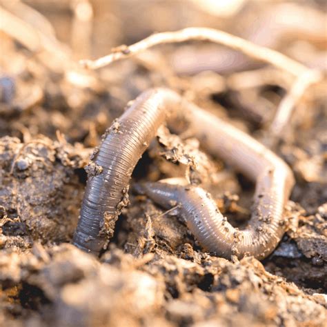 5 Ways To Attract More Earthworms To Your Garden