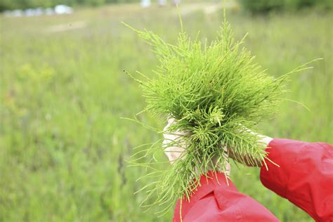 Jun 18, 2020 · today, you're more likely to see black plastic tarpaulin instead of colorful flowers covering the fields of rapeseed. How to Kill Horsetail | eHow