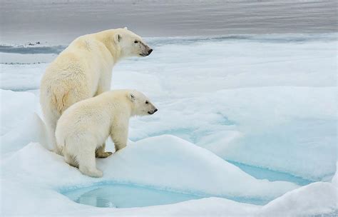Do Polar Bears Live In Antarctica