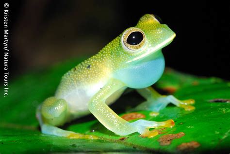 Glass frog hyalinobatrachium ruedai scientific classification kingdom … Granular glass frog | Amphibian Rescue and Conservation ...
