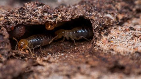 5 Common Pests That Invade Residential Areas
