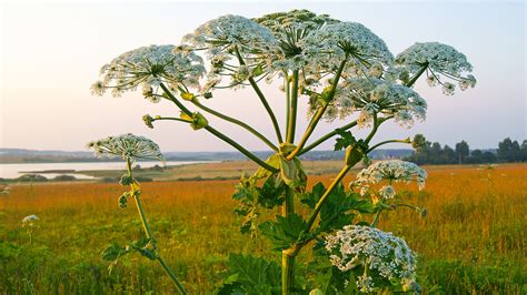 7 Poisonous Plants To Watch Out For In Russia Russia Beyond