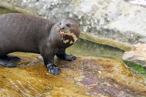 Giant Otter Stock Image Image Of Diving Brasiliensis 41172125