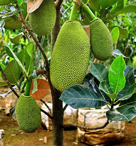 Growing Jackfruits In Containers Easy Tips By Nature Bring Nature Bring