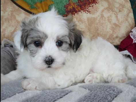 Coton De Tulear For Sale By Dave Chupp Puppies American Kennel Club