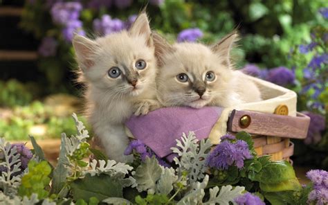 Lovely Wallpapers Cute Animals Wallpapers 2012