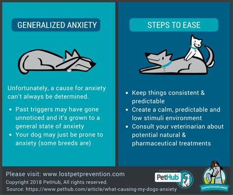What Is Causing My Dogs Anxiety Pethub