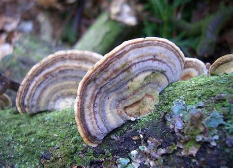White Rot Fungus Trametes Ochracea