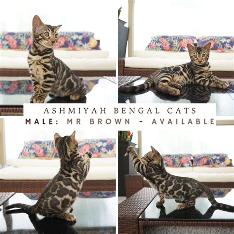 Ashmiyah Bengal Cats Registered Breeder In Australia