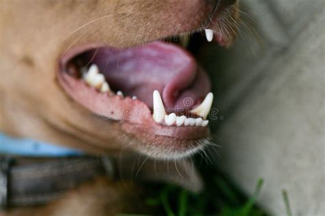 The Mouth Of A Dog With Sharp White Teeth Dog Open Mouth Close Up Dog