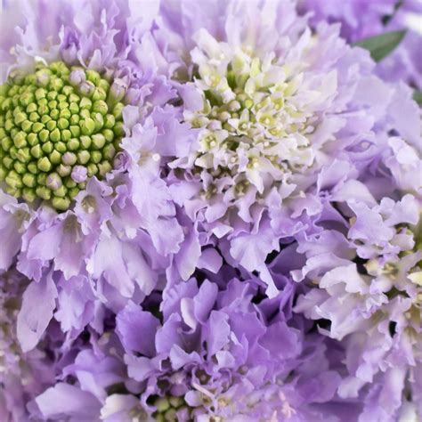 Wholesale Lavender Blush Scabiosa Flower ᐉ Bulk Lavender Blush Scabiosa