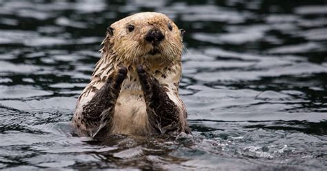 They can destroy everything in its path. Which Spirit Animal Represents Your Zodiac Sign?