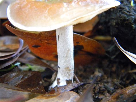 Id Please Georgia Mushroom Hunting And Identification