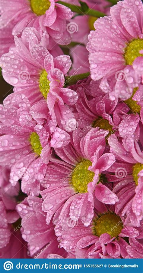 Close Up Background Of Pink Chrysanthemum Flowers Stock Image Image