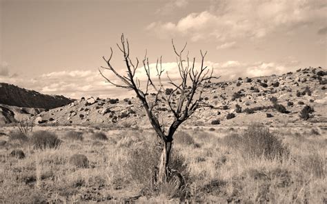 Lone Tree In Desert Wallpaper Wallpapersxplore Free Hd Desktop Images