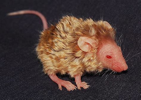 Styling mousse volume and lift 300ml. Hairless Mouse | This is my first ever curly hairless ...