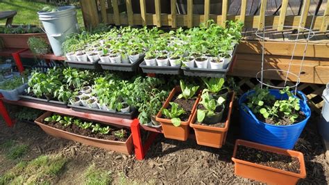 My First Container Garden Shelving And Container Set Up Making Soil