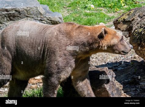 Polar Bear Grizzly Hybrid Hi Res Stock Photography And Images Alamy