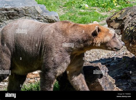 Polar Bear Brown Bear Hybrid Polar Bear Grizzly Bear Hybrid Also