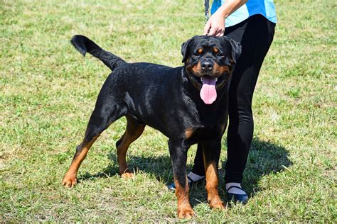 What Kind Of Jobs Can Rottweilers Do 10 Rottie Jobs
