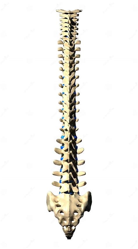 Cervical Spine Lateral View Side View Stock Illustration