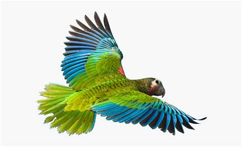 Flying Parrot Png Free Transparent Clipart Clipartkey