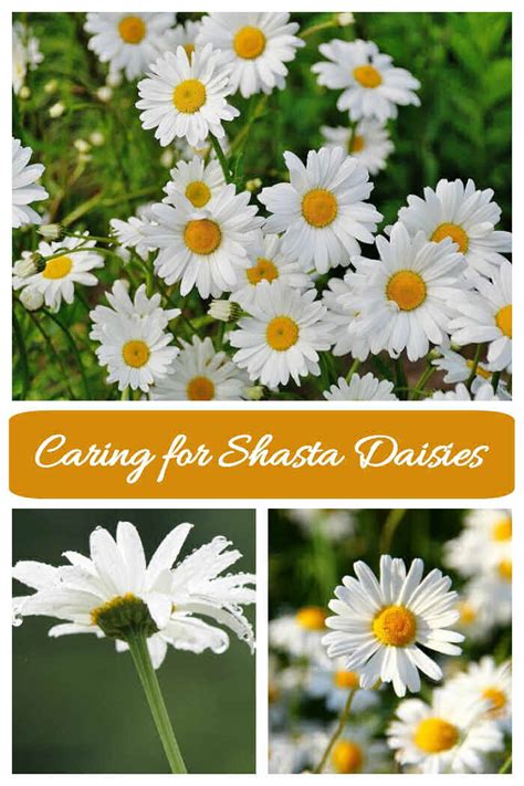 14 Tips To Make Caring For Shasta Daisies A Breeze