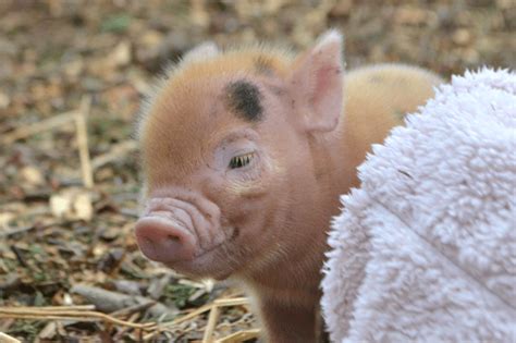 Microminiature Pigs For Sale Uk The Pig Father