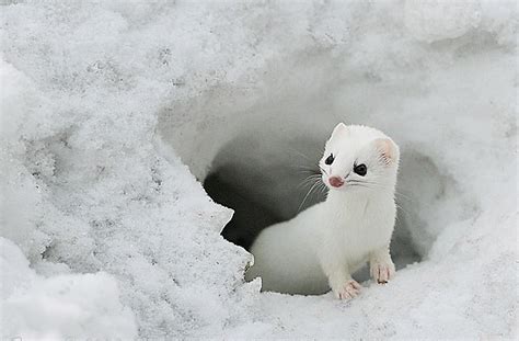 Snow Weasel 美しい動物 動物 動物の壁紙