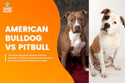 American Bulldog Vs Pitbull 10 The Differences — Is A Bulldog A