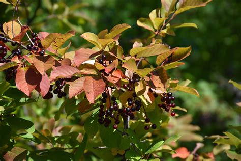 Chokecherry Prunus Virginiana In Denver Arvada Wheat Ridge Golden